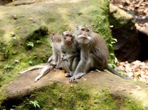 The Ubud Monkey Forest is a must-visit for nature lovers